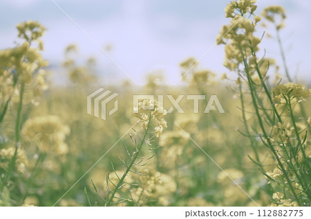 Rape blossoms 112882775