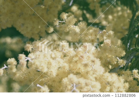 Mimosa 112882806