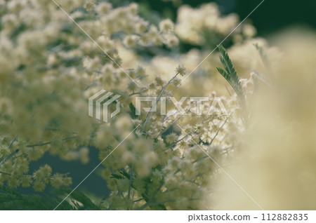含羞草 112882835