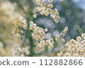 Mimosa 112882866