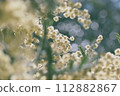Mimosa 112882867