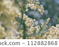 Mimosa 112882868