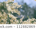 Mimosa 112882869