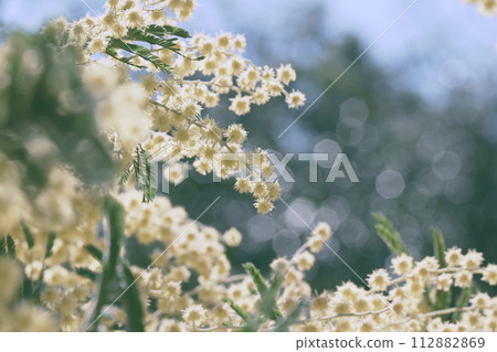 Mimosa Mimosa 112882869