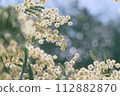 Mimosa 112882870