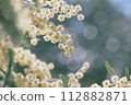 Mimosa 112882871