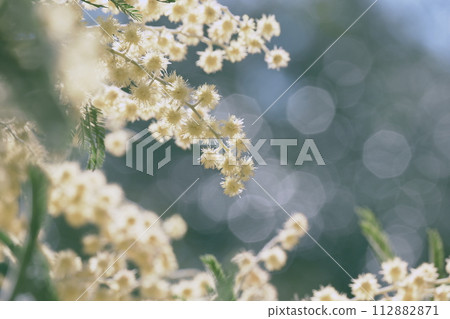 含羞草 含羞草 112882871