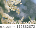 Mimosa 112882872