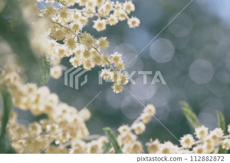 含羞草 含羞草 112882872