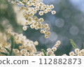 Mimosa 112882873