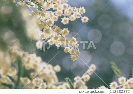 含羞草 含羞草 112882873