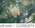 Mimosa 112882874