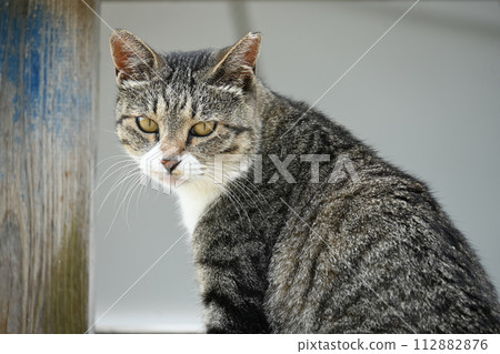 Mimosa Mimosa 112882876