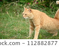 Cats 14 112882877