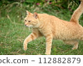 Cats 15 112882879