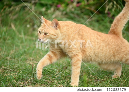 Cats 15 Cats 15 112882879