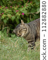 Cats 16 112882880