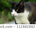 Cats 17 112882882