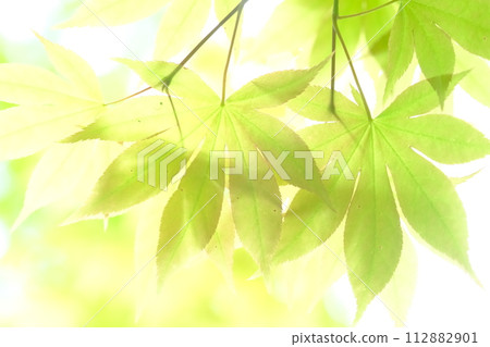 An image of a transparent fresh green maple tree 112882901