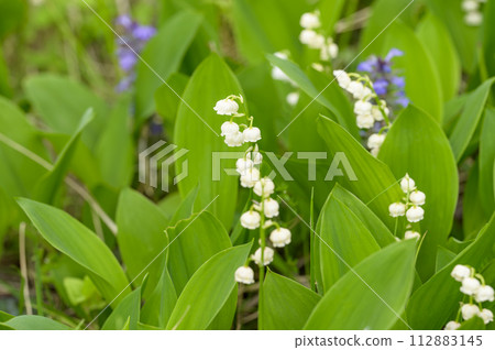 Lily of the Valley (Lily of the Valley, Muguet) 112883145