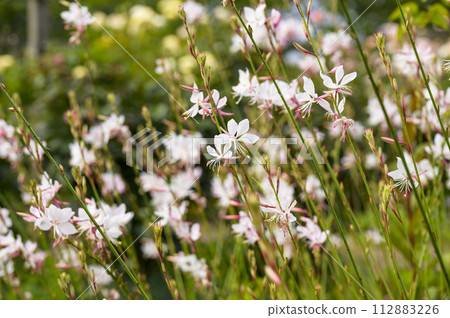 Gaura(山桃草、白蝴蝶草) Gaura(山桃草、白蝴蝶草) 112883226