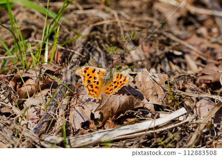 Overwintering butterfly, Nymphidae, Autumn type ♂ Sunbathing Overwintering butterfly, Nymphidae, Autumn type ♂ Sunbathing 112883508