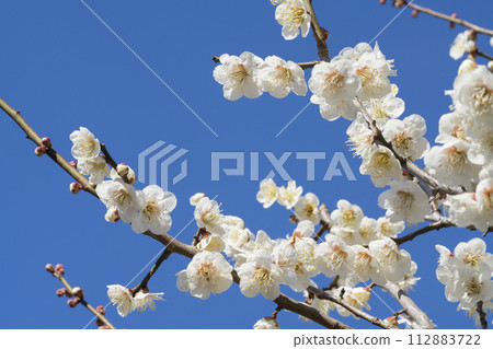 white plum blossom white plum blossom 112883722