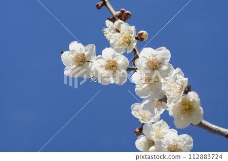 白梅花 112883724