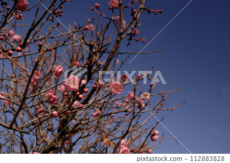 Spring coming 112883828