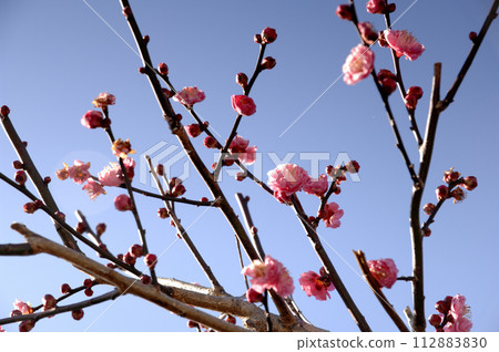 Spring coming 112883830
