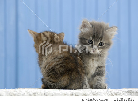 stray kitten on a wall stray kitten on a wall 112883833