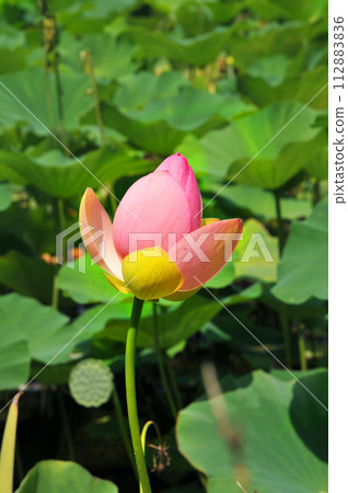 flower of Nelumbo nucifera flower of Nelumbo nucifera 112883836