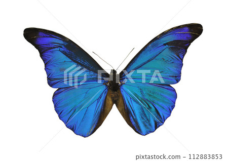 Butterfly species Morpho 112883853