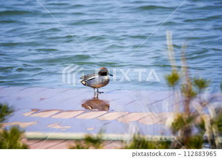 A small duck on the Yasuragi embankment of the Shinano River 112883965