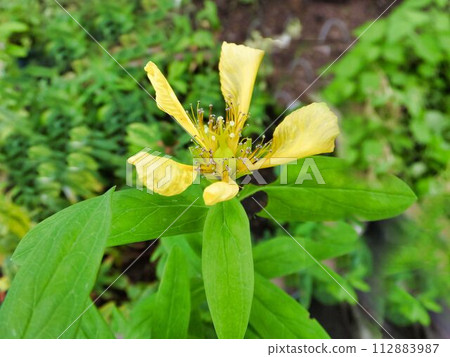 Yellow flowers of Tomoesou 112883987
