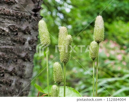 多裂銀蓮花果 多裂銀蓮花果 112884004