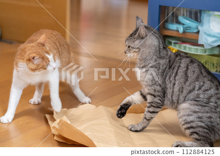 兩隻貓互相怒目而視 112884125