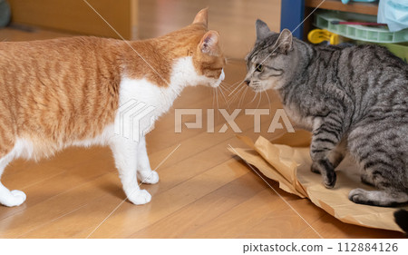 兩隻貓互相怒目而視 112884126