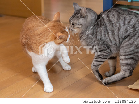 Two cats glaring at each other 112884129