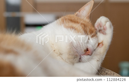 美容貓棕虎白 112884226