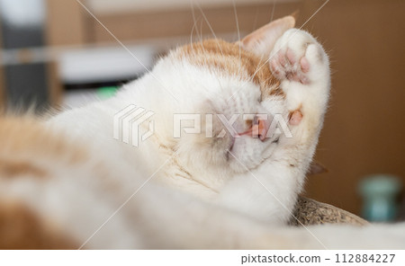 Grooming cat Brown tiger white Grooming cat Brown tiger white 112884227