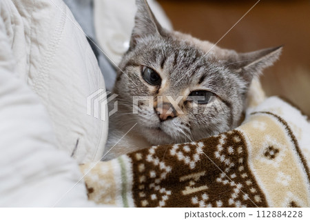 Cat in the blanket Siamese tabby cat Cat in the blanket Siamese tabby cat 112884228