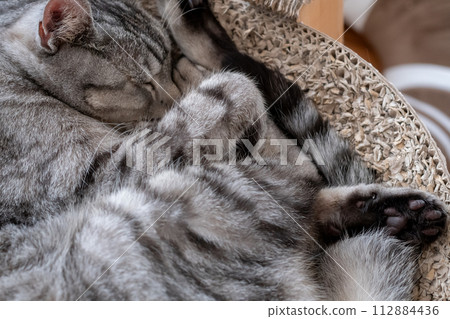 Sleeping cat Sabatra cat Sleeping cat Sabatra cat 112884436