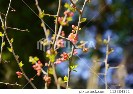 Early spring/Blackback Bokeh (Mokudo) flower 4 112884531