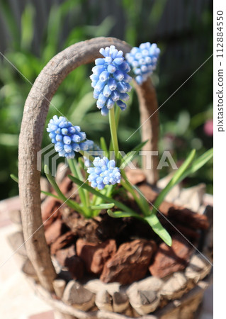 穆斯卡里藍色的花朵 穆斯卡里藍色的花朵 112884550