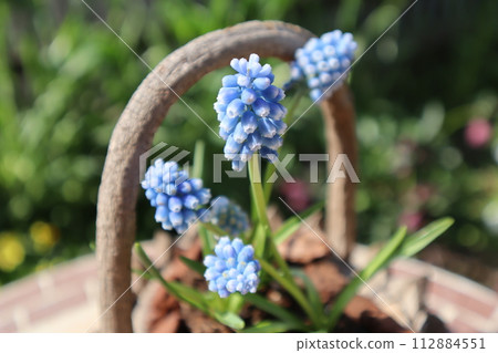 穆斯卡里藍色的花朵 穆斯卡里藍色的花朵 112884551