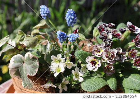 報春花和穆斯卡里的混合物 112884554