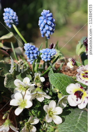 Blue Muscari Flower Blue Muscari Flower 112884555