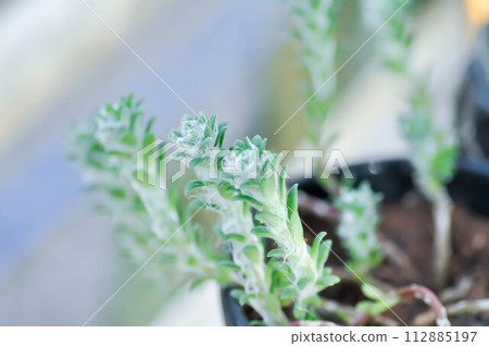 Portulaca werdermannii or Portulaca, Moss Rose or Sun plant or Sun Rose or purslane or pussley flower Portulaca werdermannii or Portulaca, Moss Rose or Sun plant or Sun Rose or purslane or pussley flower 112885197