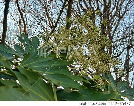 The plant has grown big. 112885477